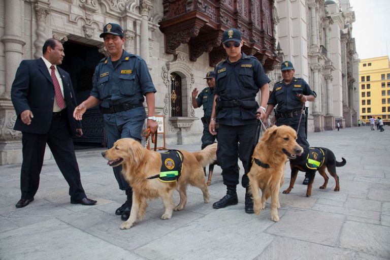 two Golden Retrievers walking together with police