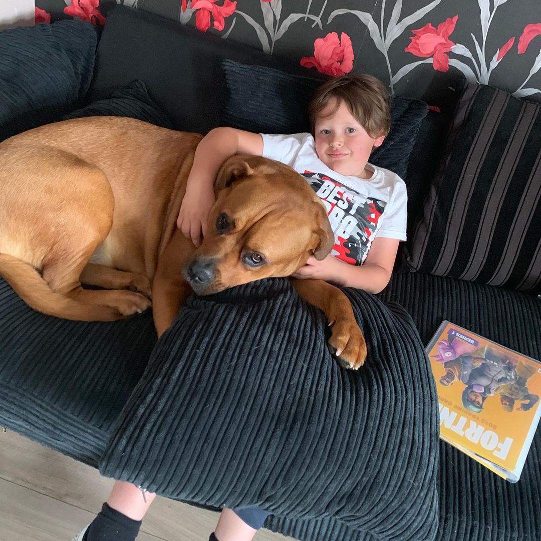 A Mastiff lying on the couch beside the boy