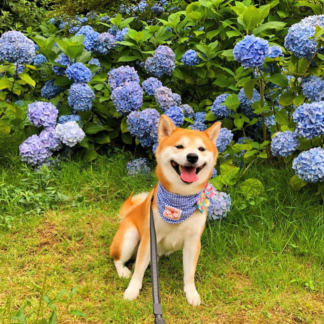 A Shiba Inu wearing a cute blue scarf while sitting on the grass with blue hydrangea flowers behind her