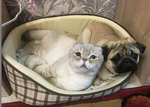 A Pug lying on the bed with a cat
