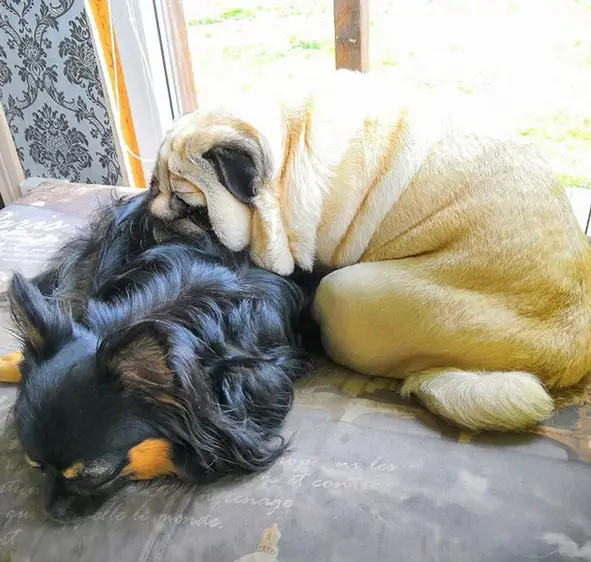 A Pug sleeping on the floor with its face on top of a Chihuahua sleeping next to him