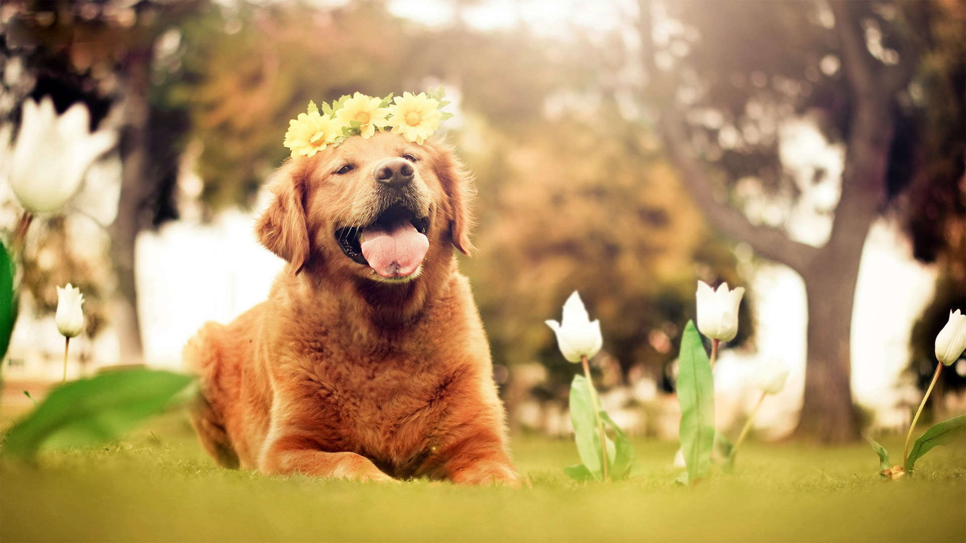 Golden Retriever wearing a flower crown while lying on the grass with flowers