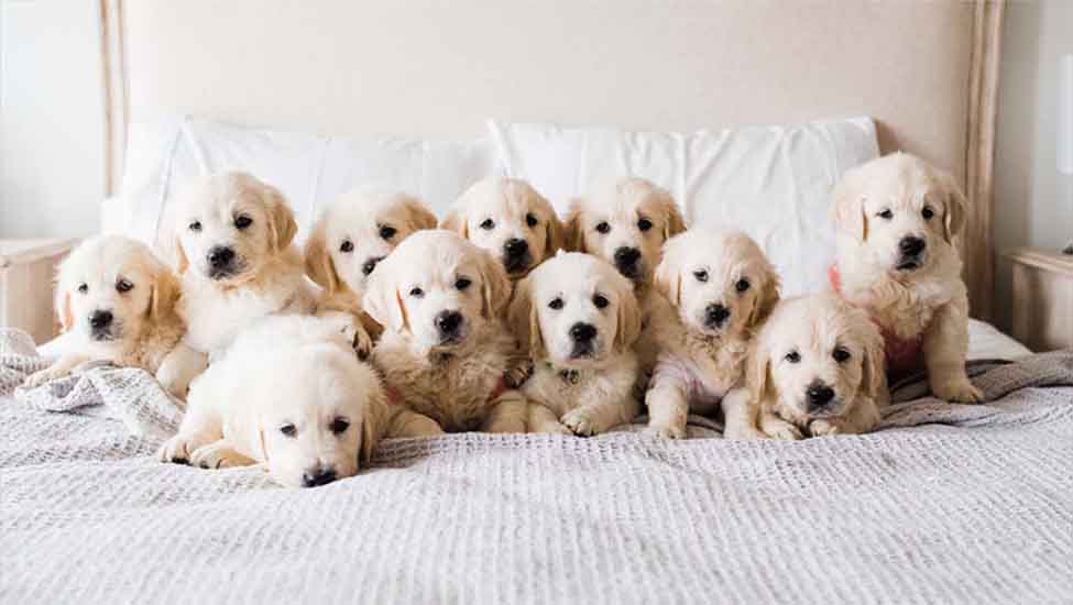 Golden Retriever puppies on the bed