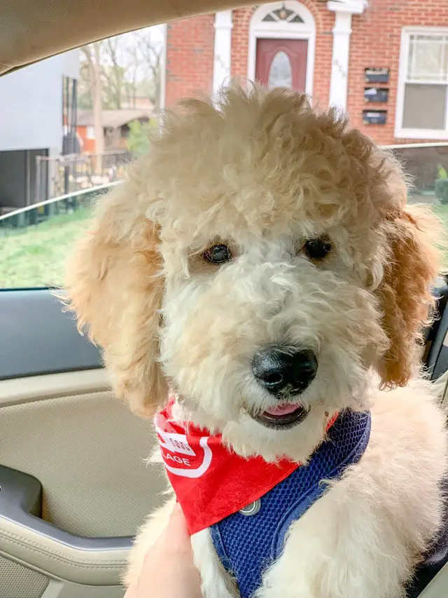 a cream Goldendoodle sitting in the passenger seat inside the car