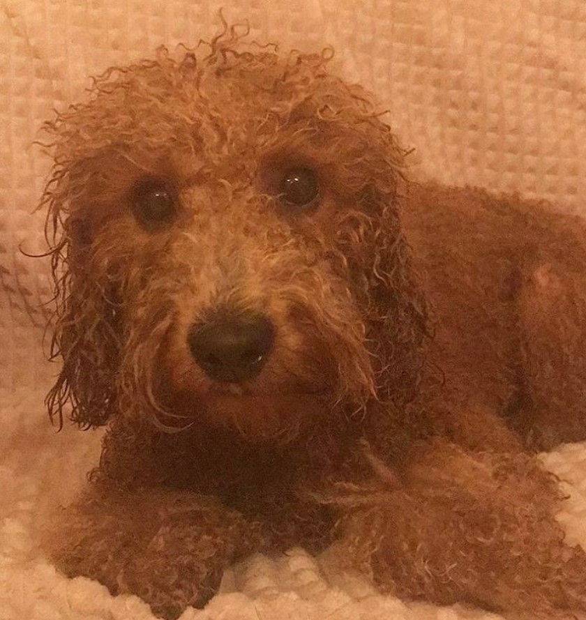 A wet red Goldendoodle lying on the couch