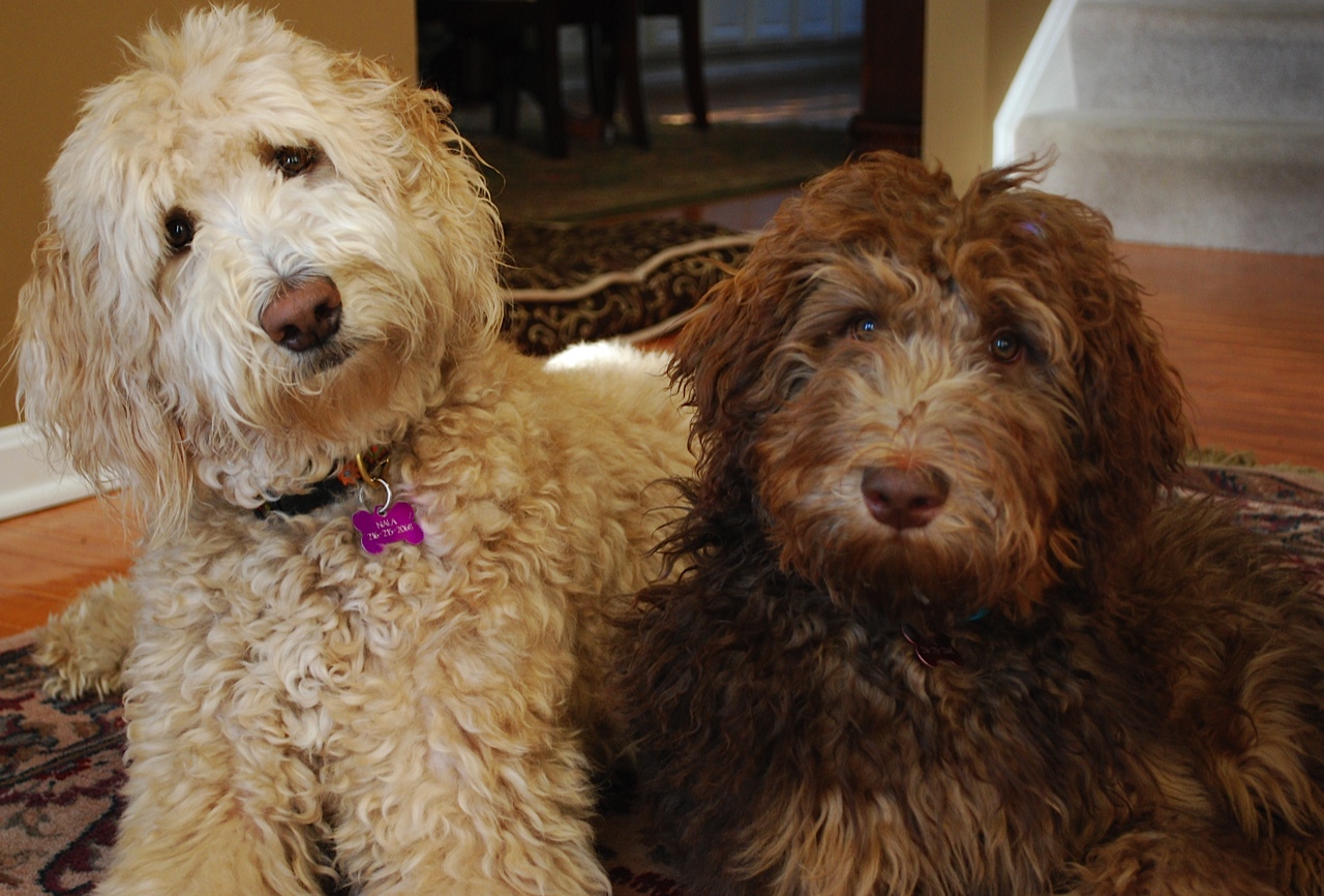 a cream and brown Goldendoodles lying on the carpet