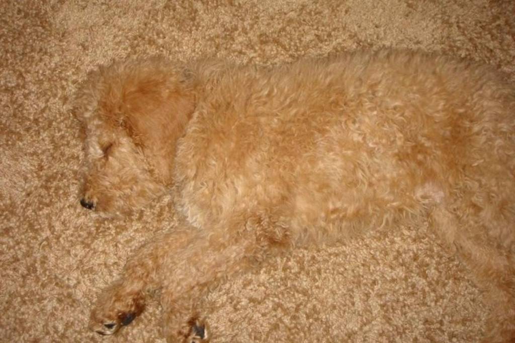 a Goldendoodle sleeping on the furry carpet
