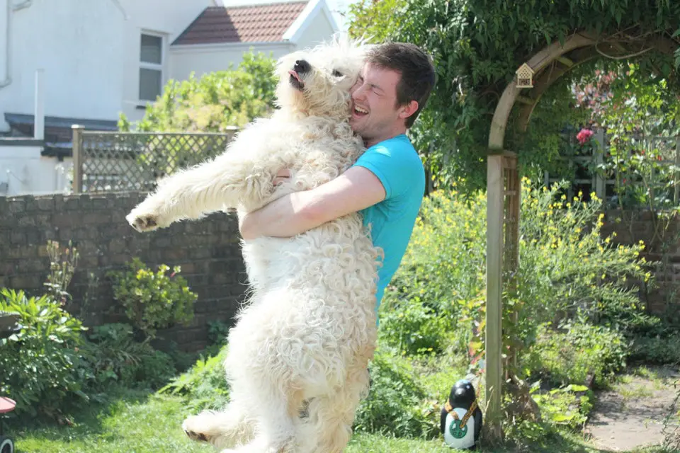a man carrying a cream Goldendoodle in the garden