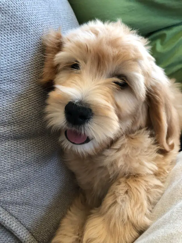 A Goldendoodle puppy lying on the couch while smiling
