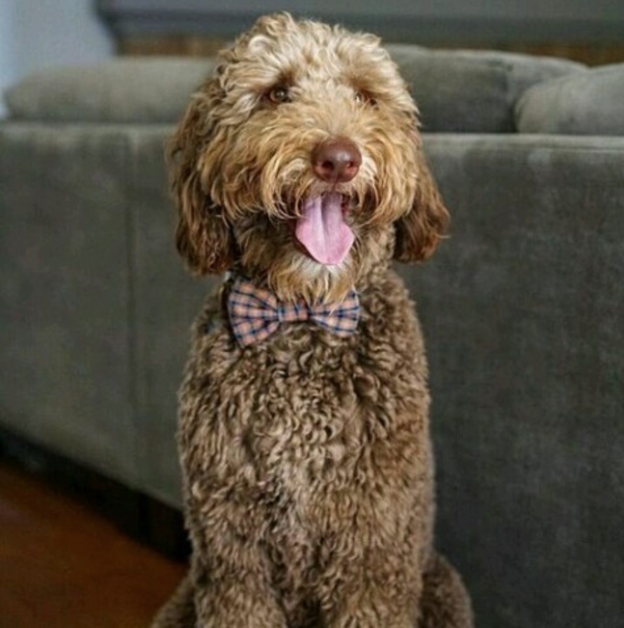 A brown Goldendoodle wearing a bow tie while sitting on the floor with its tongue out