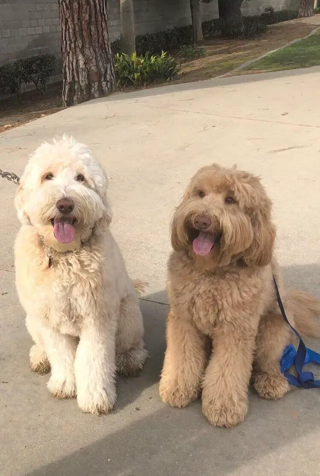 a cream and brown Goldendoodles sitting on the pavement while smiling with its tongue out