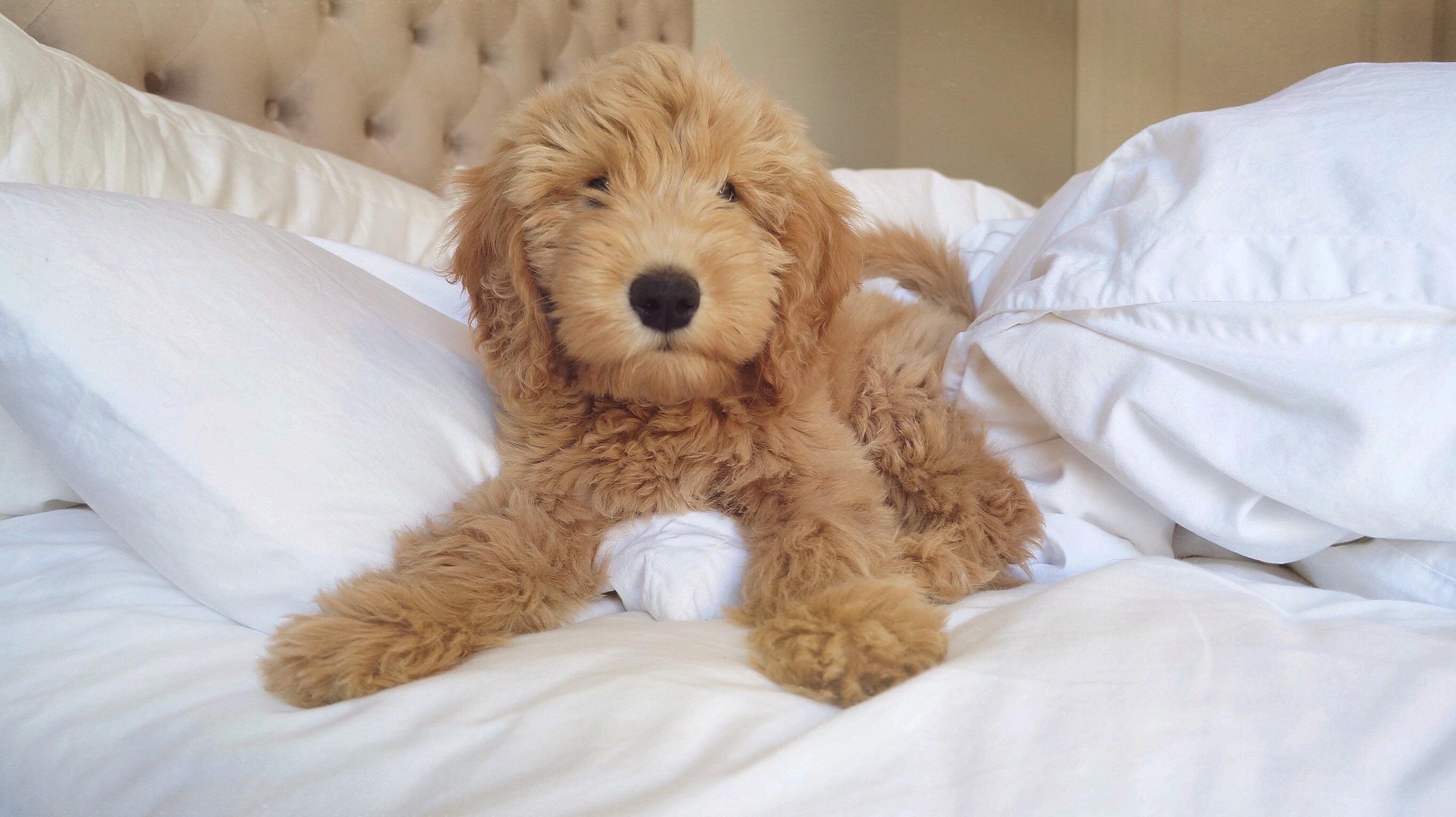 an apricot colored Goldendoodle puppy lying on the bed