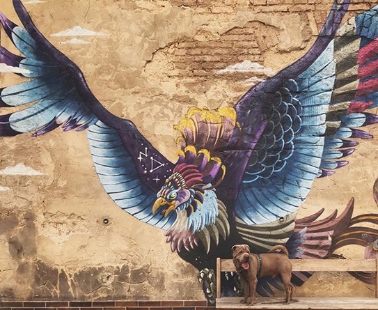 A Shar Pei standing on top of the bench next to a wall with a huge eagle artwork