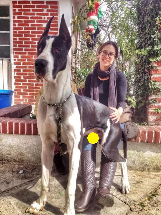 large Great Dane dog sitting on a woman's lap
