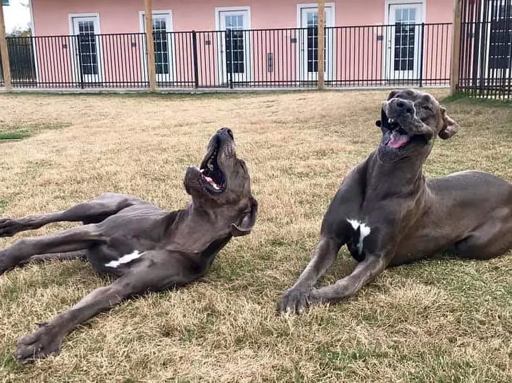 two Great Danes lying down in the yard with their mouths open