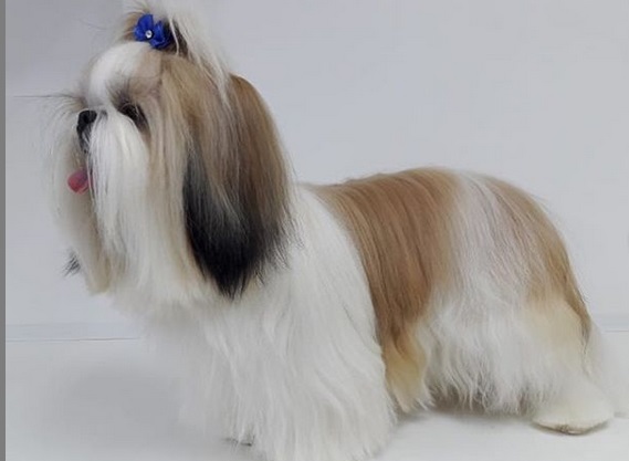 A Shih Tzu wearing a blue ribbon on top of its head while standing sideways showing his long fur
