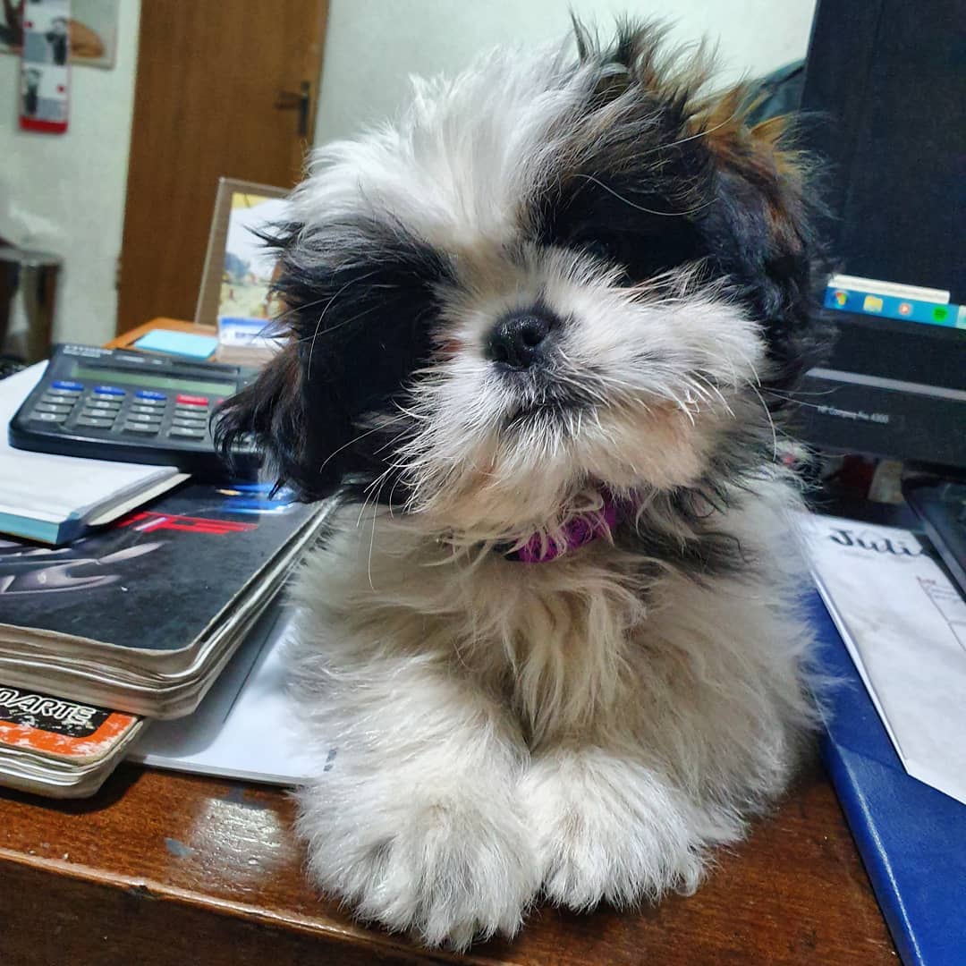 Shih Tzu puppy lying on top of the office table