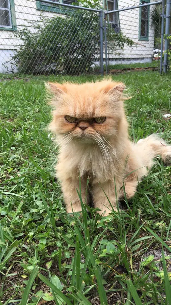 yellow Persian Cat sitting on the green grass