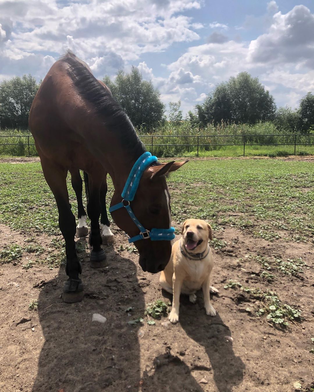 a dog sitting while looking at a brown horse beside him