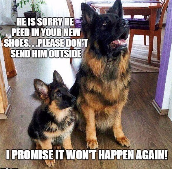 German Shepherd adult and puppy sitting on the floor photo with a text 
