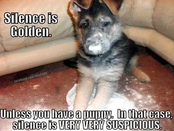 German Shepherd puppy with powder in its nose and on the floor photo with a text 