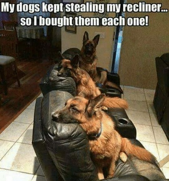three German Shepherds sitting on their own couch photo with a text 