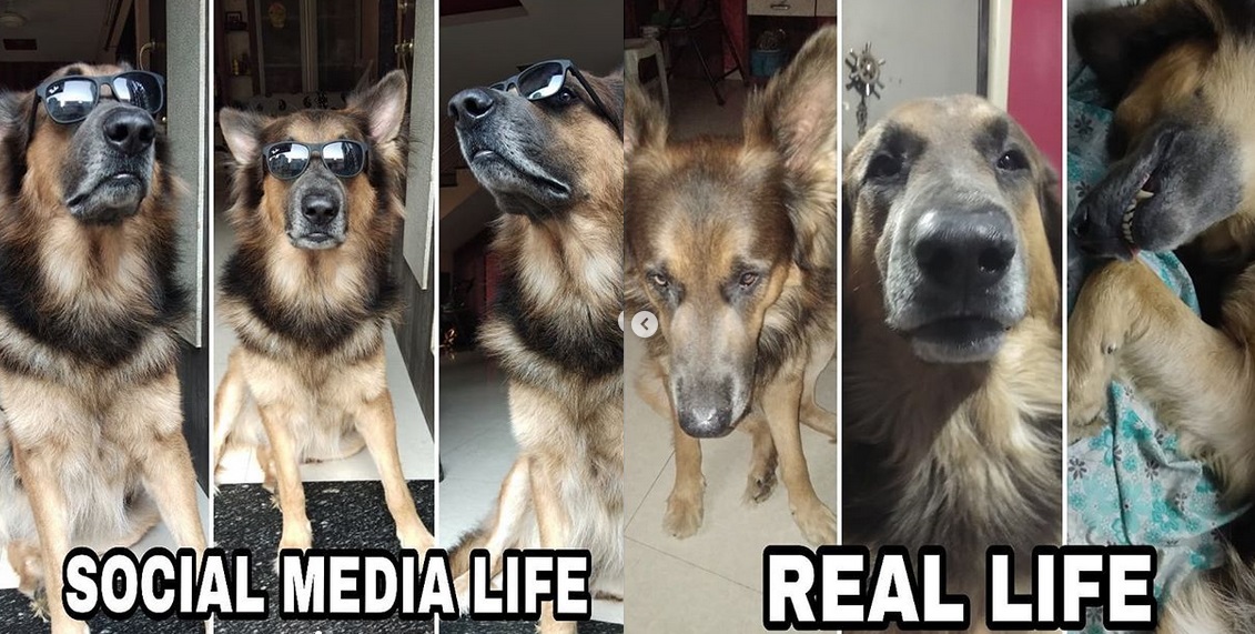 collage photo of German Shepherd in social media life vs real life