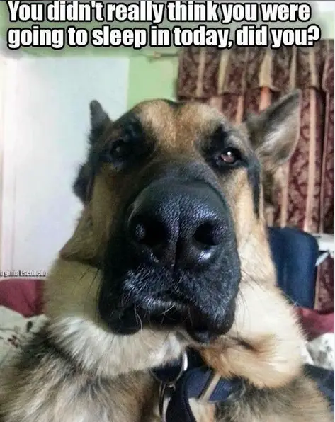 serious German Shepherd photo with a text 