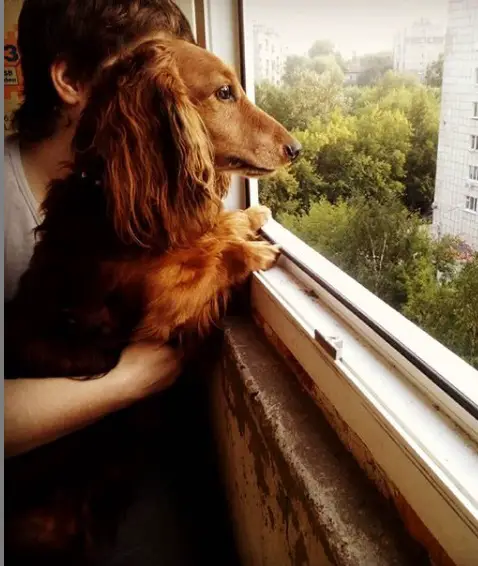 a woman behind the Dachshund leaning towards the window and looking outside