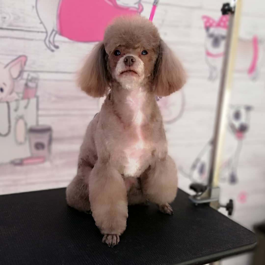 A brown Poodle sitting on top of the grooming table