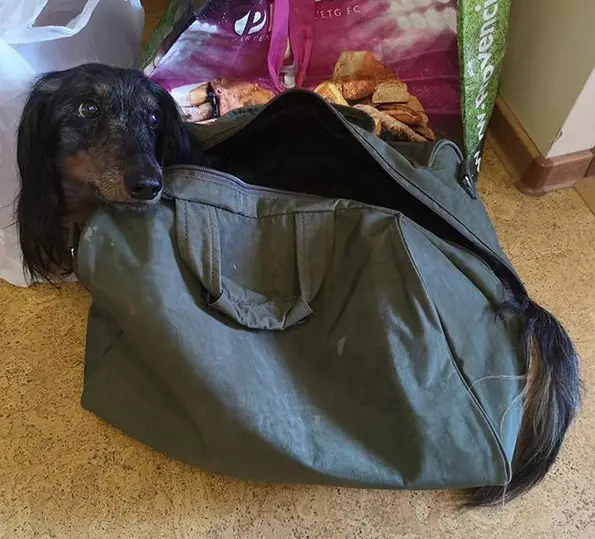 A Dachshund inside the bag