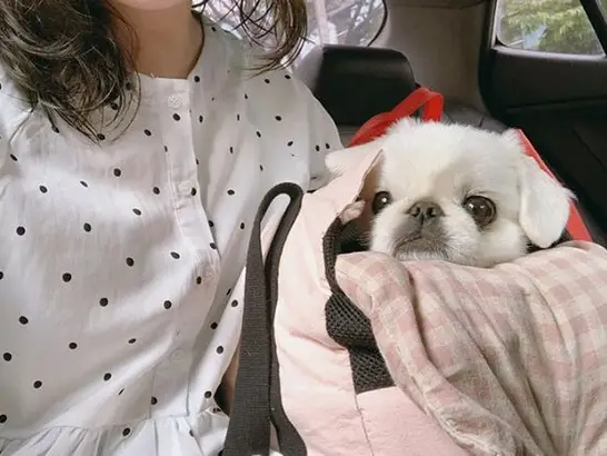 A Pekingese inside a bag next to its owner in the backseat