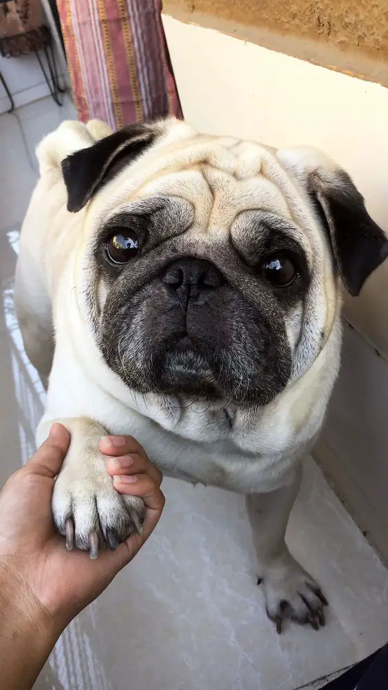 woman holding pugs hands