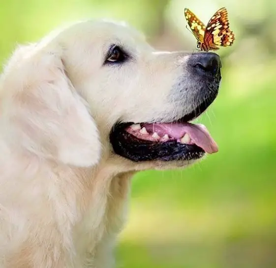 A yellow Golden Retriever with butterfly on top of its nose