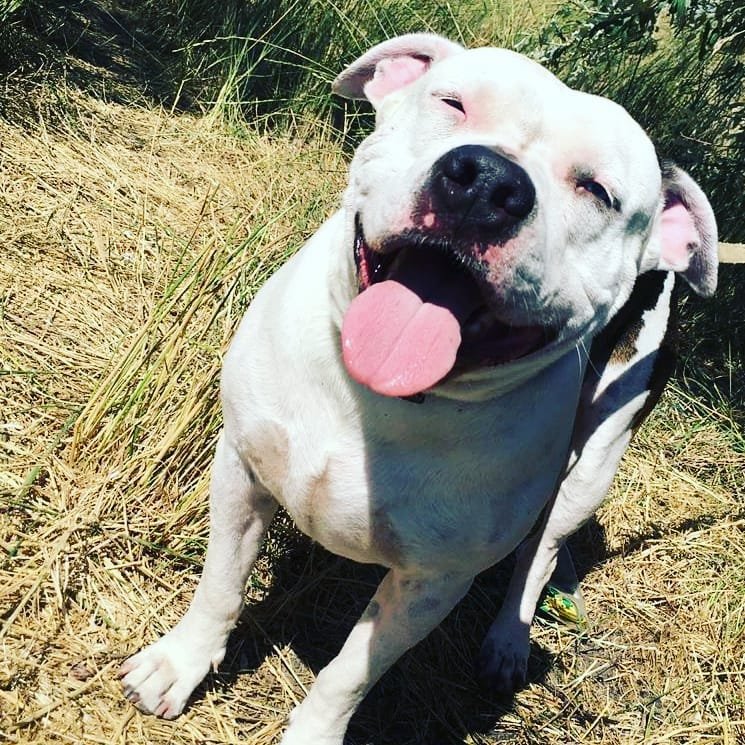 Pit bull sitting on the grass while smiling with its tongue out