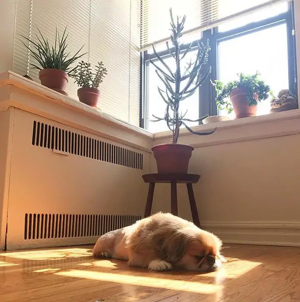 A Pekingese lying on the floor under the sunlight