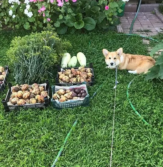 A Corgi lying on the grass in the garden with harvested vegetables in front of him