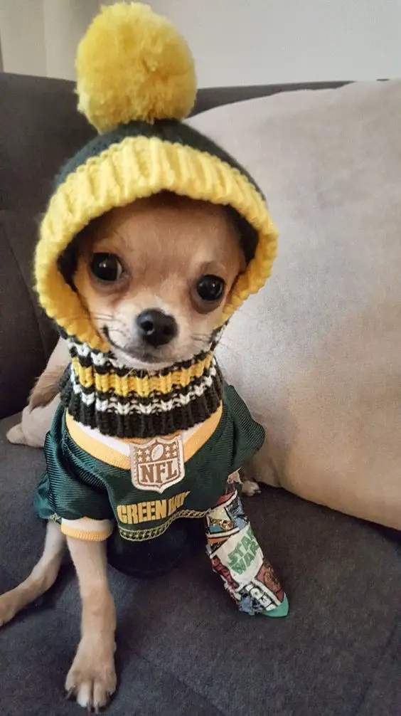 Chihuahua wearing a jersey and a beanie while sitting on the couch