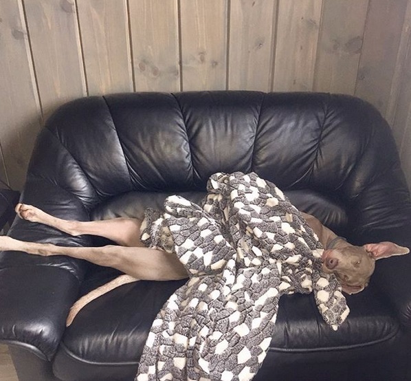 A Weimaraner lying on the couch under the blanket