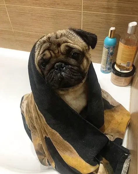 Pug in the bathtub wrapped in a towel with its sad eyes after a shower
