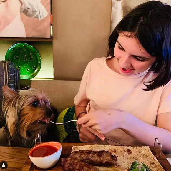 A Yorkshire Terrier being fed with by a girl at the table