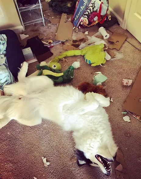 A Husky lying on its back on the floor surround with torn things