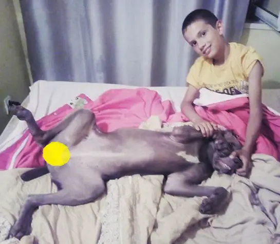 Weimaraner lying on the bed while being pet by a kid sitting beside her