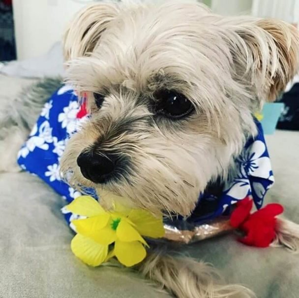 180 Great Hawaiian Dog Names with Meanings The Paws