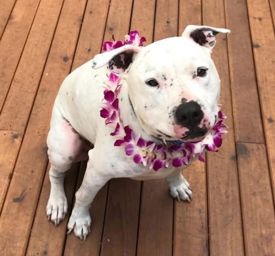 180 Great Hawaiian Dog Names with Meanings The Paws