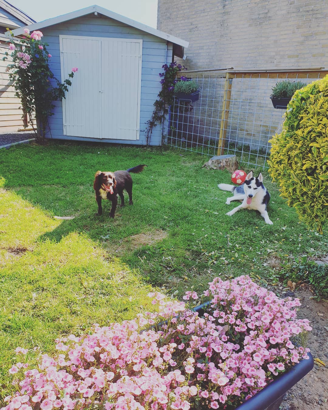 A Husky lying on the grass on a shade in the yard while another dog is standing next to him