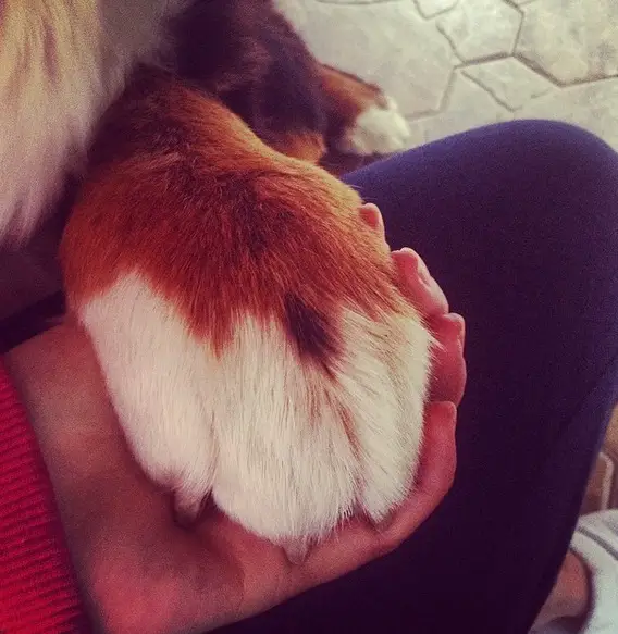 large paw of a Bernese Mountain Dog in the hand of a person