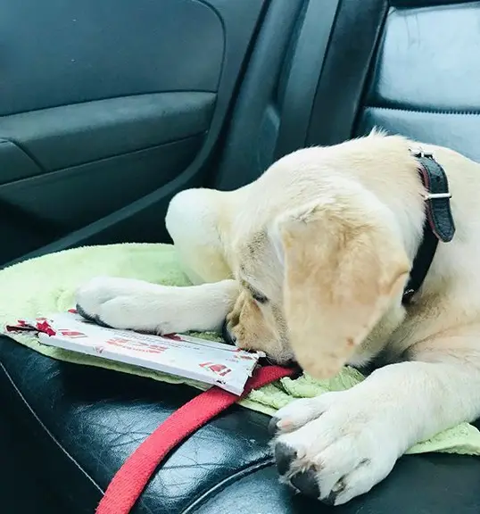A Labrador puppy lying in the backseat