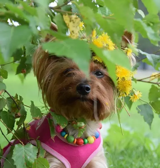 A Yorkshire Terrier wearing a pink sleeveless behind the plants