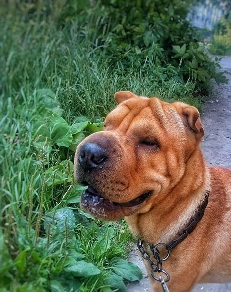 A Shar Pei standing on the pavement next t othe grass